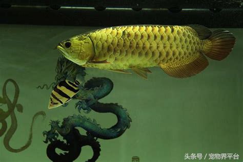 龍魚混養|【可與龍魚混養的魚】最適合龍魚作伴！不可不知的5種混養魚攻。